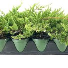 15 Dwarf Japanese Garden Juniper Live 4 Inch Pot Juniperus Procumbens Nana
