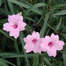 20 Pink Mexican Petunia Live Plants Ruellia Brittoniana Drought Tolerant
