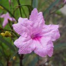 10 Pink Mexican Petunia Live Plants Ruellia Brittoniana Drought Tolerant