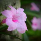 3 Pink Mexican Petunia Live Plants Ruellia Brittoniana Drought Tolerant