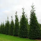 5 Thuja Arborvitae Green Giant Live Quart Size Trees Evergreen Privacy Screen