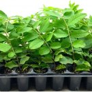 30 Crape Myrtle Natchez Live Plants Lagerstroemia Indica
