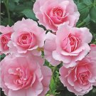 Bonica Shrub Rose Bush - 4" Pot - World's Favorite Rose