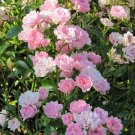 The Fairy Rose - Soft Pink Blooms - Everblooming - 4" Pot