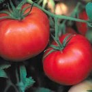 Box Car Willie Tomato 65 Seeds - Prolific Yields!