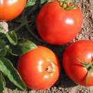 Bulgarian Druzba Tomato 15 Seeds - Heirloom