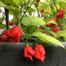 LIVE CAROLINA REAPER pepper plants , 2 count ( 4” to 8” tall )