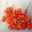 PENQUIN , 2 pepper plants ( 6 inches or taller )