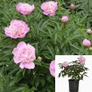 Paeonia Edulis Superba 2Gallon Peony Mauve Pink Plant Flower Outdoor +Live Plant