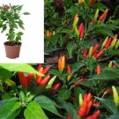 Pepper Sriracha 4inches Pot Veggies Non Plant Hot Pepper Jalapeno VEGGIES Live