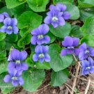 10 Wild Common Blue Violet Flowers - Live Plants - Bareroot - Viola Sororia