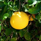 Dwarf Duncan Grapefruit Tree - 26-30" Tall Live Indoor Citrus Plant - Gallon Pot