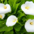 5 Zantedeschia Aethiopica WHITE CALLA LILY 1-2” Flower Plant Bulbs