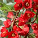 Chaenomeles Japonica Red Flowering Quince 6-12” Live Plant Bush/Bonsai