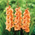 Gladiolus ORANGE/RED CENTER PETER PAN (7) Flower Plant Bulbs Tall Sword Lily