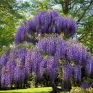 Purple Wisteria Tree - 6-12" Tall - Live Plant - 2.5" Pot - Wisteria sinensis