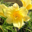 FRAGRANT RETURNS DAYLILY BARE ROOT PLANT