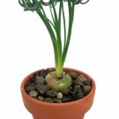 Rare Frizzle Sizzle Plant Albuca STRANGE - 2 Bulbs - Succulent House Plant