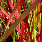 Japanese Blood Grass Plants Imperata Red Baron - Gallon Pot