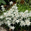 Edelweiss 100 Seeds Leontopodium alpinum - Plant the Sound of Music