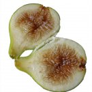 Pingo de Mel Edible Fig Plant Ficus carica Sweet - 2.5" Pot