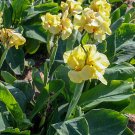 Dwarf Primrose Yellow Canna Bulb - Sunny Yellow Blooms