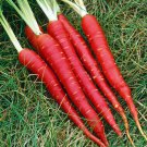 Blood Red Atomic Carrot 150 Seeds - NEW - Veggie