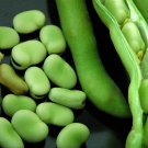 Stereo Bush Broad Fava Bean - 50 Seeds