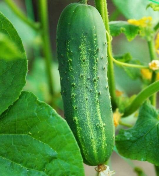 Cucumber Seeds 50 Ashley Cucumber Hot Weather Vegetable