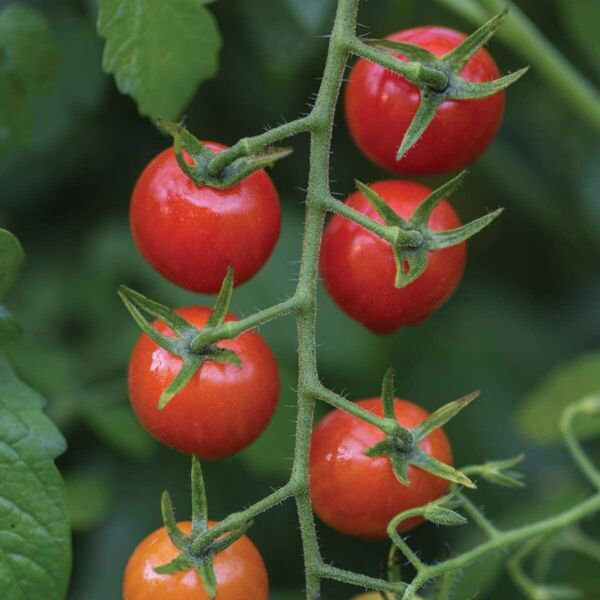 150 Cherry Tomato Seeds Fruit Juicy Heirloom Fresh Vegetable Seeds Red   64f489faa5a12 593564b 