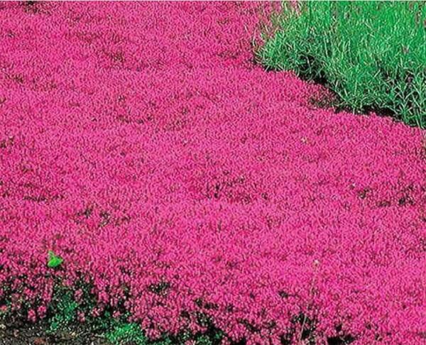 Creeping Thyme Pink Purple Ground Cover Perennial Herb Fragrant 100 6848