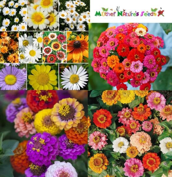 Splash Of Color Mix Daisies Zinnias Medium Height 500 Seeds