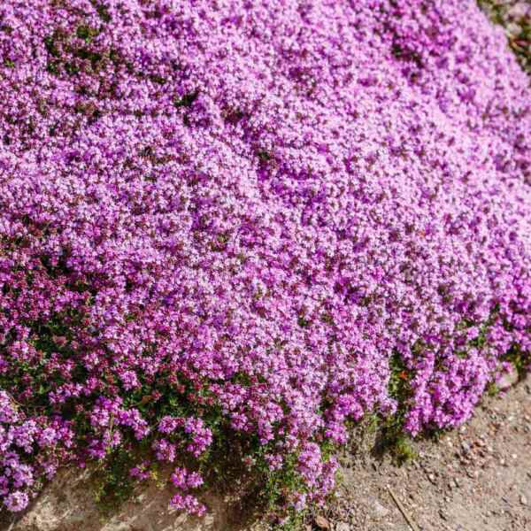 Creeping Thyme Wild Groundcover Purple Fragrant Bees 500 Seeds