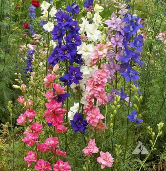Rocket Larkspur Semillas Mixtas - Delphinium Ajacis Hyacinthiflorum Fl. Pl. - 500 Semillas – Garden Seeds Market | Envío Gratis