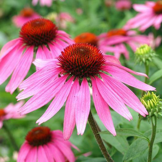 Purple Coneflower Echinacea Pollinator Cut Flowers 200 Seeds