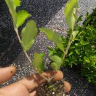 Barbados Acerola Cherry Tree Plant 1 Plant Pesticide