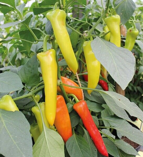 50 Hungarian Wax Hot Pepper Seeds Chili Banana Pepper Spicy Pepper