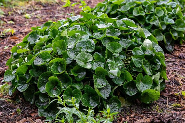 10 Wild Ginger Seeds Asarum Canadense E Ground Cover Spice Fresh ...