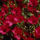 Scarlet Flax 100 Seeds Fresh Healthy Indoor Outdoor Garden Gardening