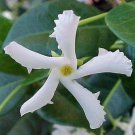 Confederate Jasmine Vine Starter Live Plant Star Jasmine 5 Inches Tall Fragrant Fresh Healthy Indoor