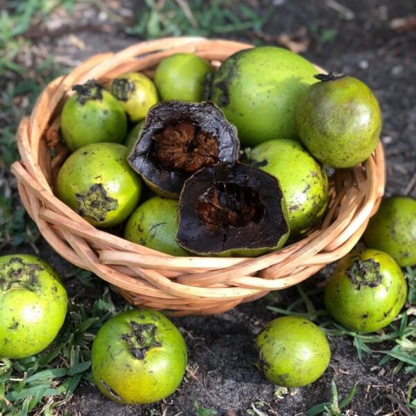Black Sapote Diospyros Digyna Chocolate Pudding Tropical Fruit Tree Live Plant Fresh Healthy Indoor