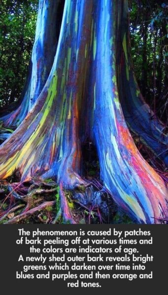 Rainbow Eucalyptus Tree Seedling Potted Fast Growing Trees Indoor ...