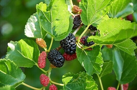 5 Red Mulberry Plants Live Rooted Plants Edible Zones 4-9. Self ...