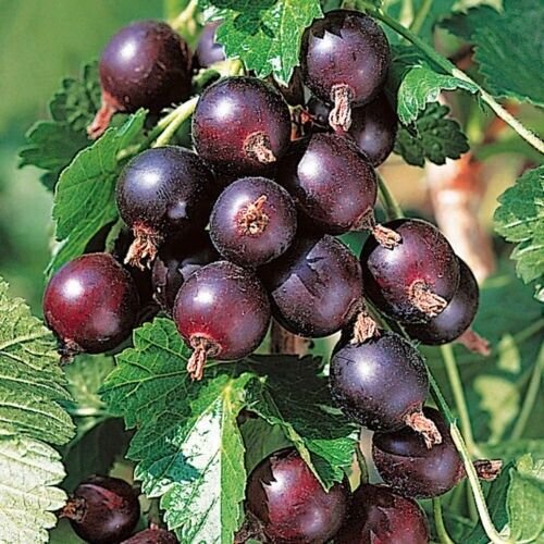1 Jostaberry Gooseberry Currant Cross Live Plant, Edible Berries. Zones