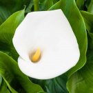 Zantedeschia Aethiopica White Calla Lily 1 3” X 2” Large Flower Plant Bulb Indoor Outdoor Garden
