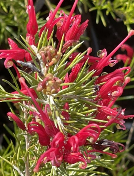 Grevillea Banksii Red Silky Oak Spider Flowers Bush Shrub 1 G. Live 