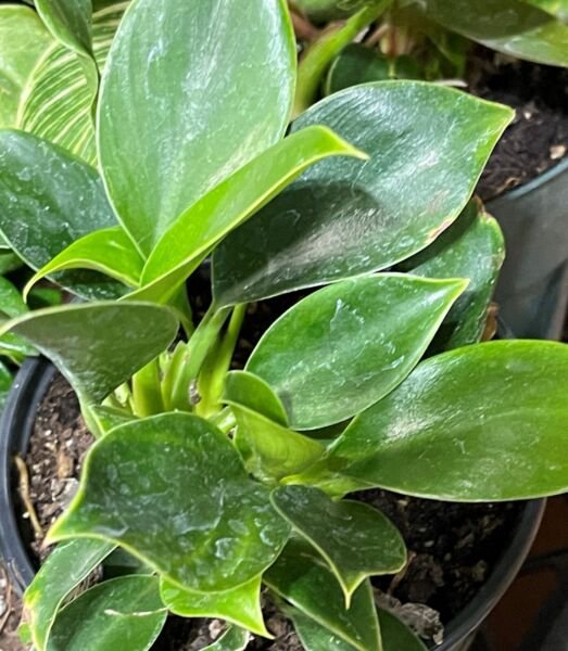 Houseplant Philodendron Birkin Variegated 4" Live Rooted Plants Rare Indoor Outdoor Garden