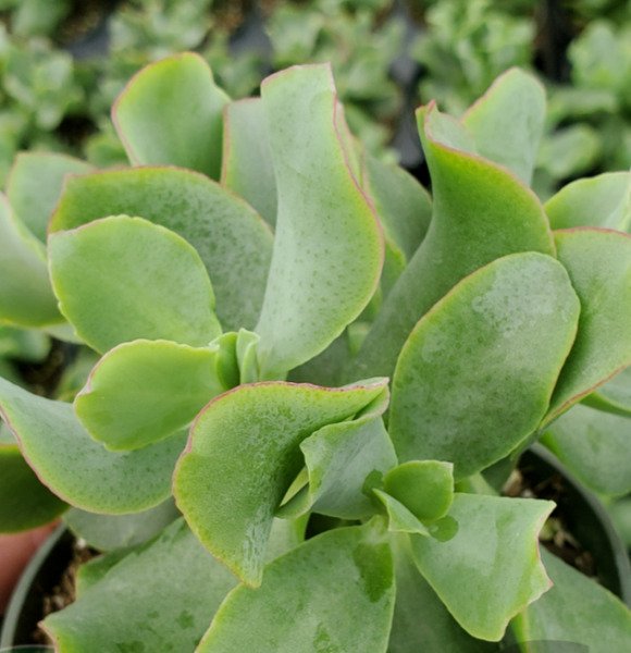 Succulent Crassula Arborescens Curly Green 1 2-4” Live Rooted Plant ...