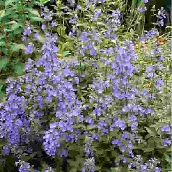 Live Plant Walkers Low Catmint/Catnip Lavender Indoor Outdoor Garden
