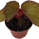 Begonia Exotic Large Leaves Cascading Easy To Grows Live Plant 3.75" Pot Indoor Outdoor Garden